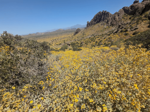 A vibrant field of yellow flowers in a mountainous landscape under a clear blue sky.